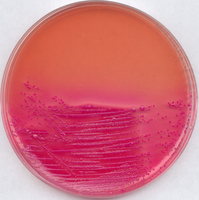 LEIFSON AGAR DEOXYCHOLATE CITRATE AGAR A